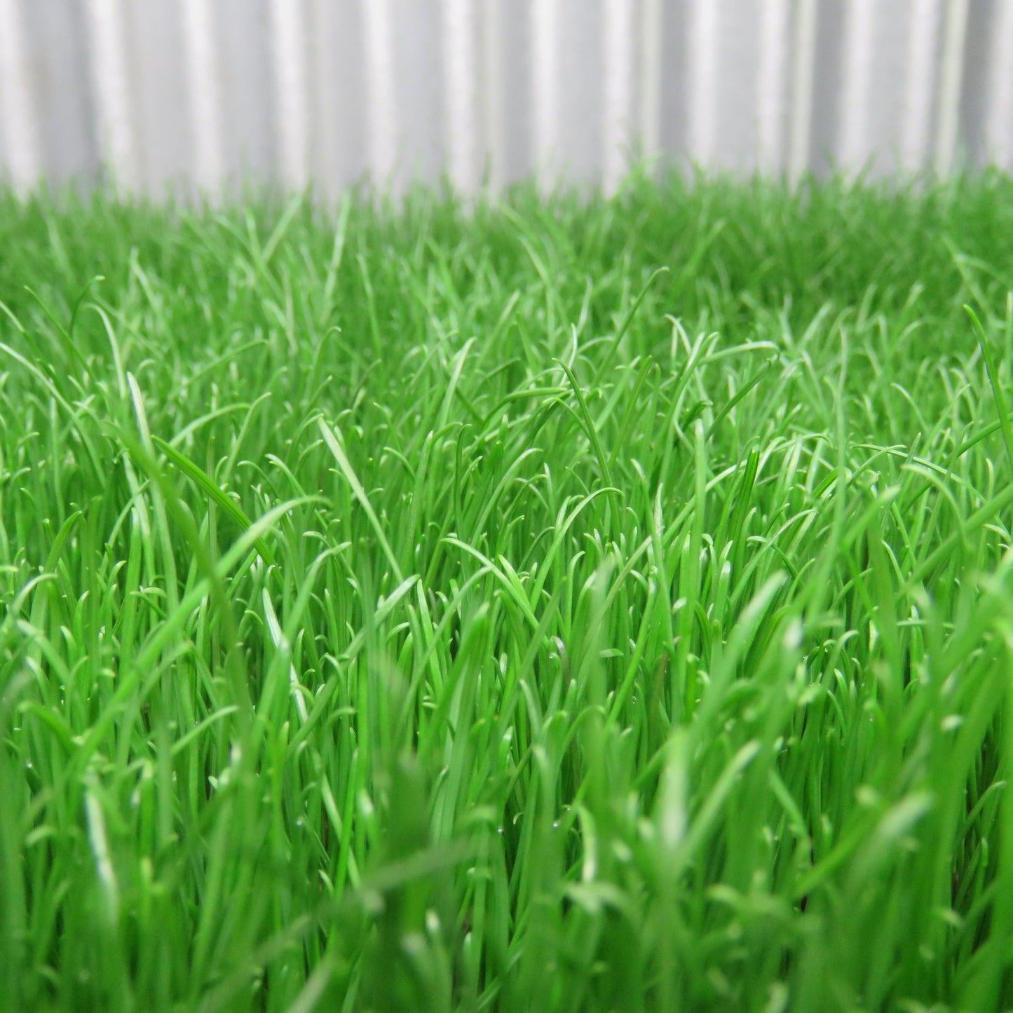 The Urban Turf