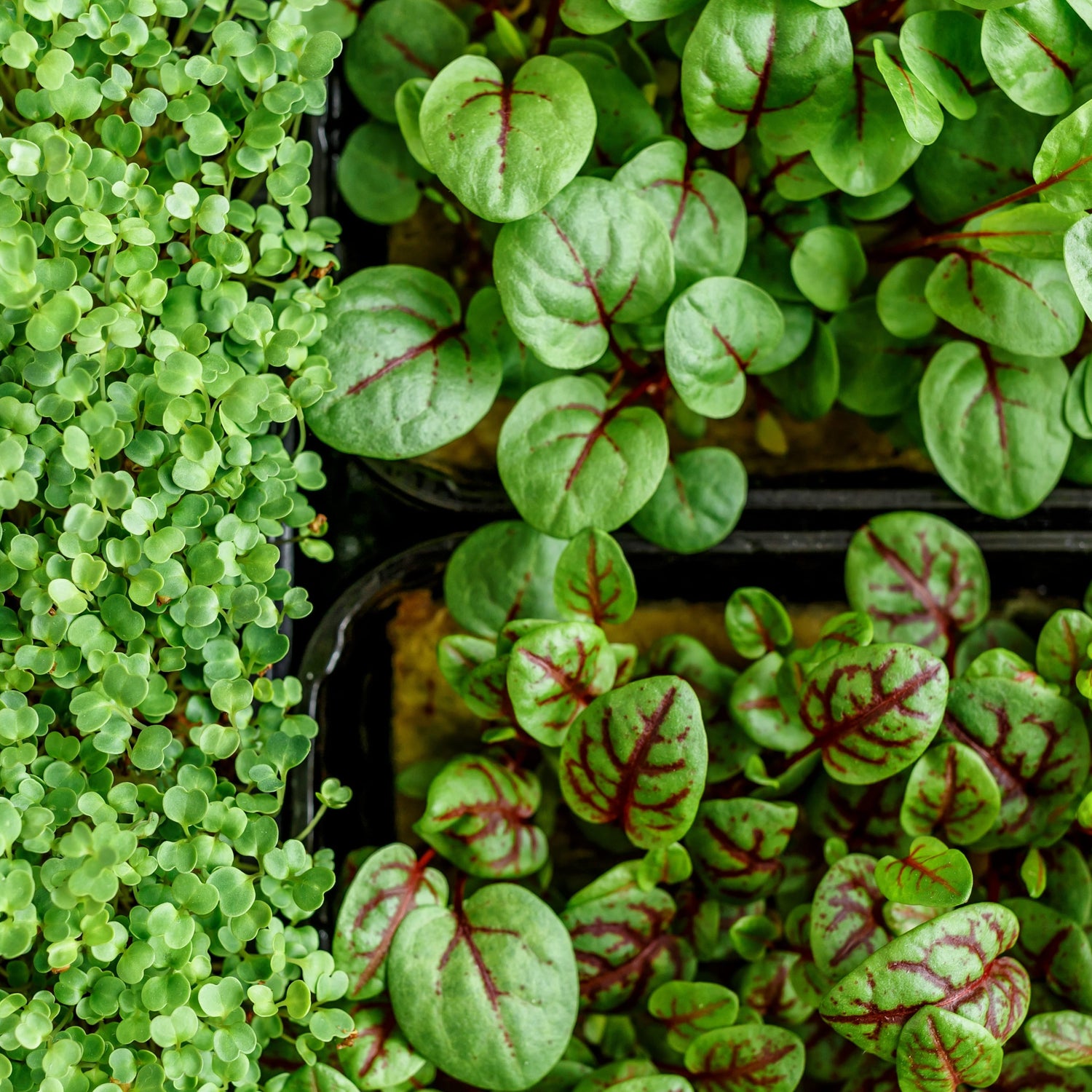 Shop Culinary Microgreens