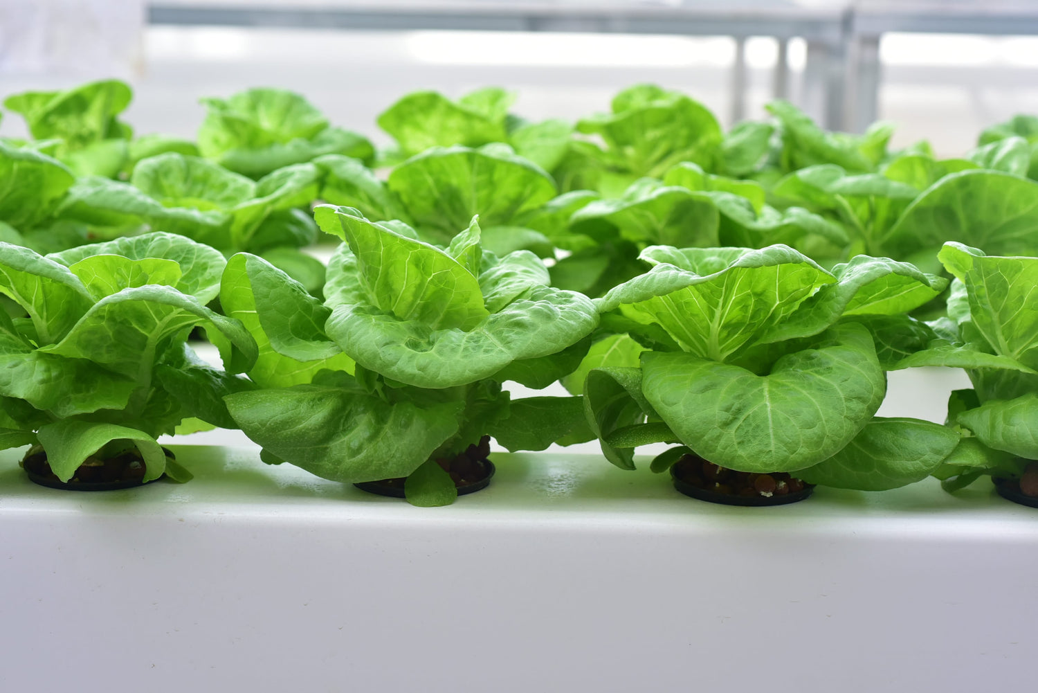 COMING SOON: Hydroponic Lettuce