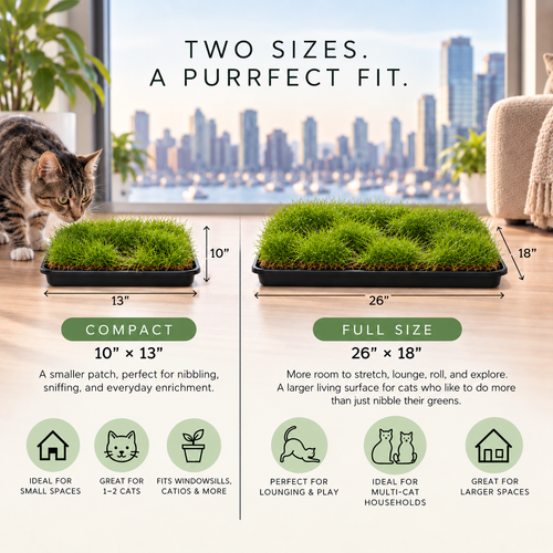 The Purrfect Turf