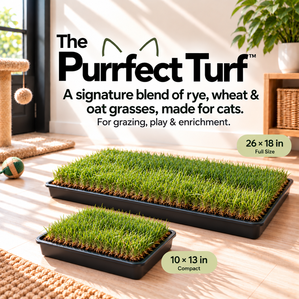 The Purrfect Turf