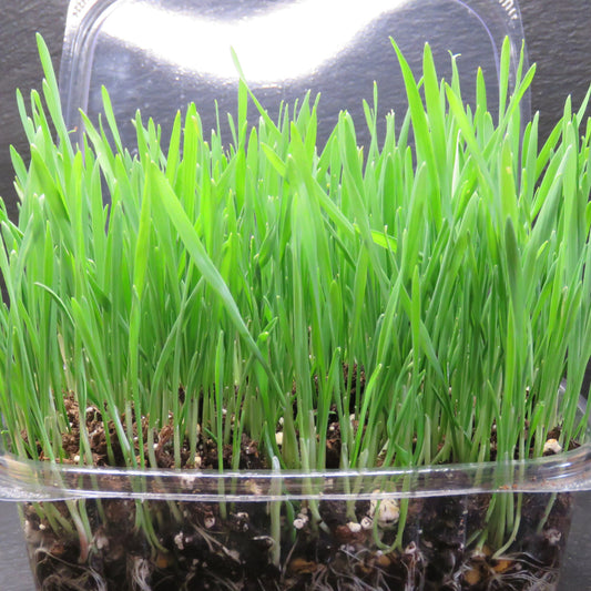 Living Wheat Grass