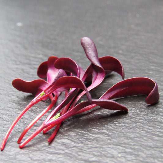 Beet, Bull's Blood