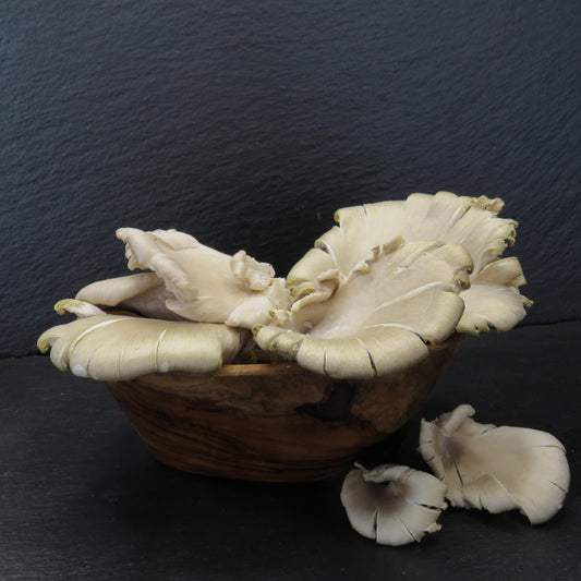 Blue Oyster Mushrooms
