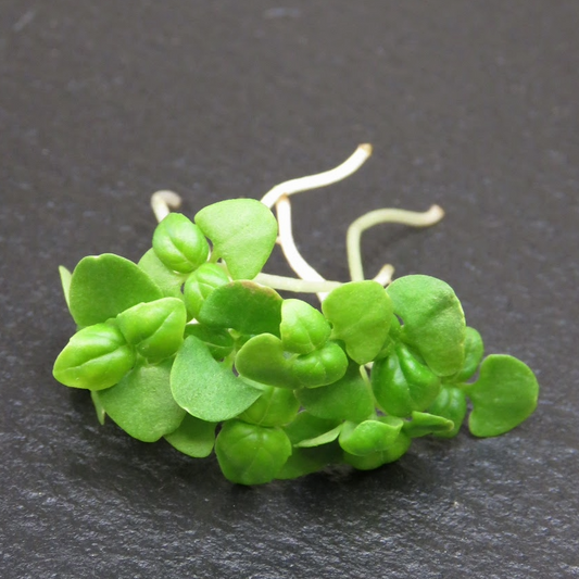 Basil, Genovese