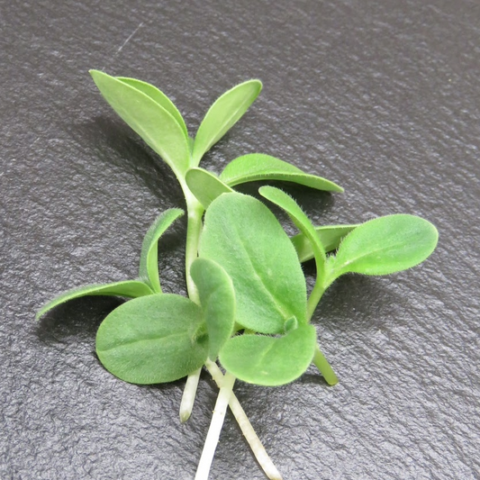 Borage