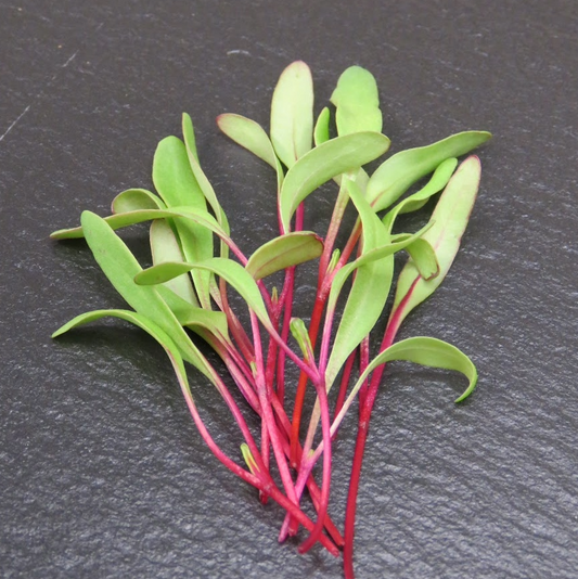Beet, Early Wonder