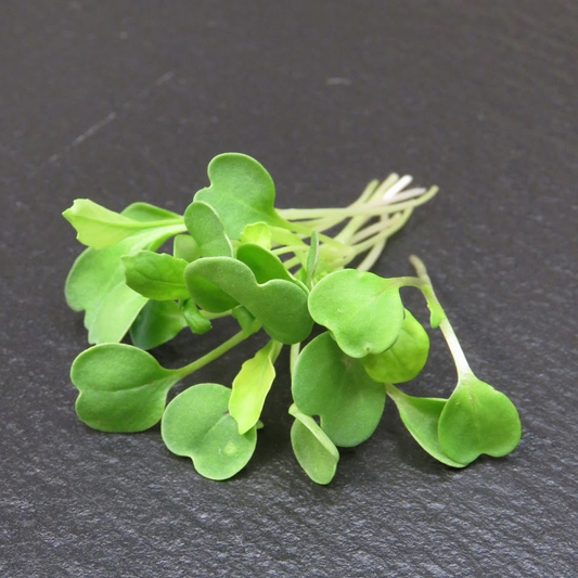 Arugula